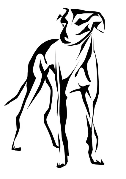Greyhound-Vektorillustration — Stockvektor