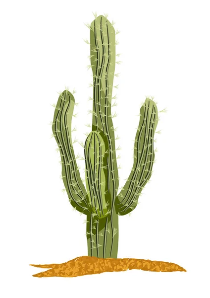 Saguaro cactus vector ilustración — Archivo Imágenes Vectoriales