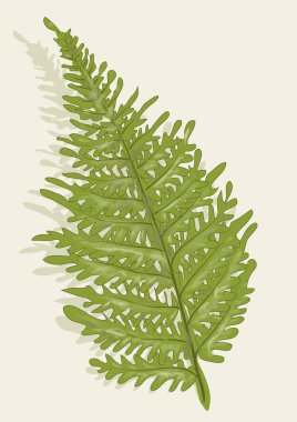 Fern biedge arka plan üzerinde