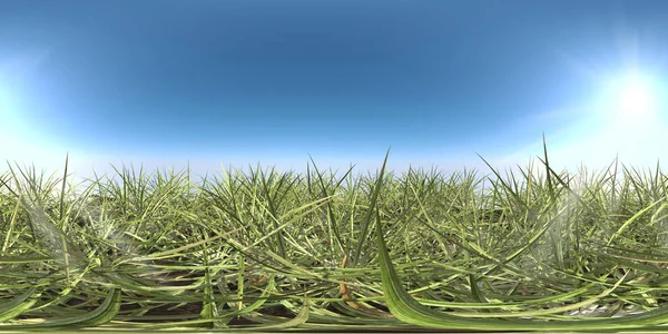 Green grass and sky HDRI map — Stock Photo, Image