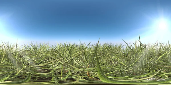 Зеленая трава и небо HDRI карта — стоковое фото