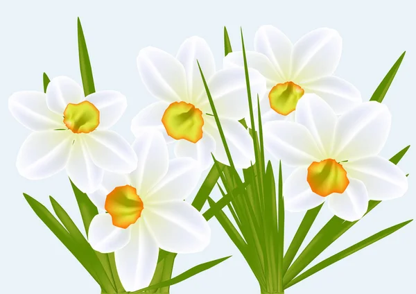 Narcisos y cielo azul — Vector de stock