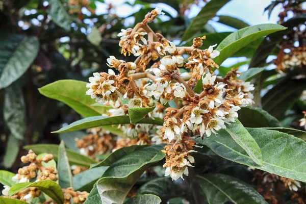 Medlar ağacının beyaz çiçekleri — Stok fotoğraf