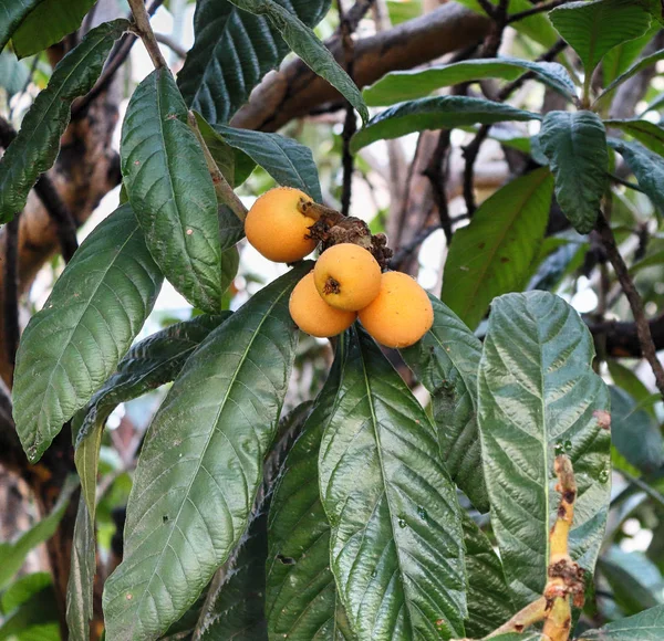 Medlární Jarní Ovoce Loquat Medlar Ovoce Větvi Stromu — Stock fotografie