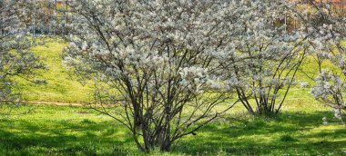 Baharda bir şehir parkında çiçek açan çalılar.