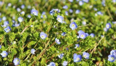 Veronica Blue Flowers. İlkbaharda çiçekler. Çiçek arka planı