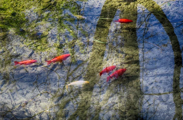 運河で泳ぐ小さな鯉 — ストック写真