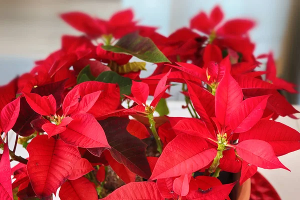 Poinsettia Estrella Navidad Una Olla Sobre Fondo Brillante —  Fotos de Stock