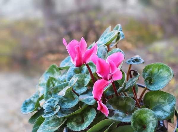 Spring Blooms Pink Cyclamens Cyclamen Hederifolium — Stock Photo, Image