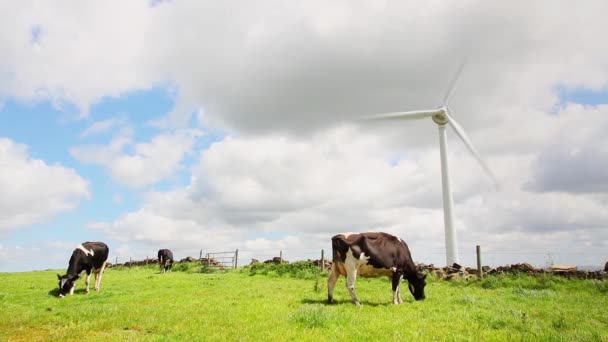 Vaches broutant devant l'éolienne 