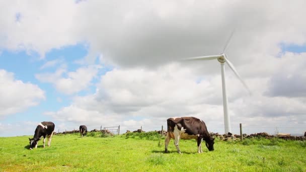 Vacas pastando frente a la turbina eólica — Vídeo de stock