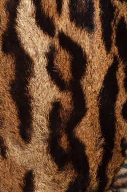 kedi kürk arka plan