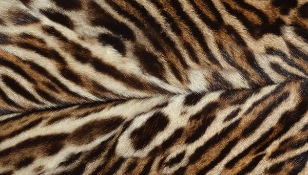 Feline fur background — Stock Photo, Image