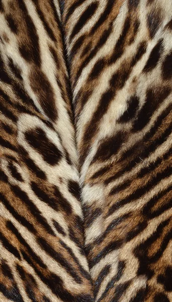 Feline fur background — Stock Photo, Image