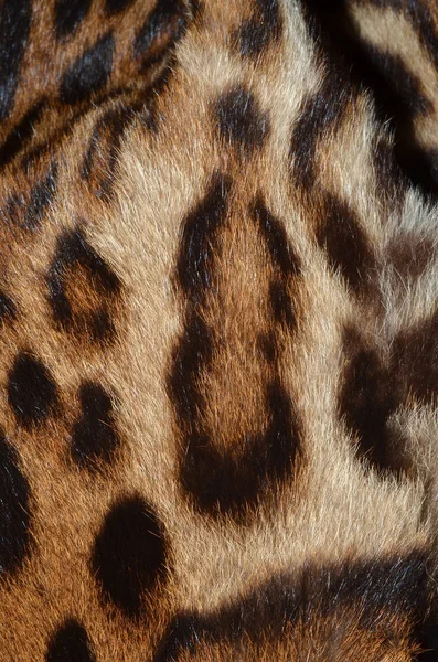 Felino pelliccia sfondo — Foto Stock