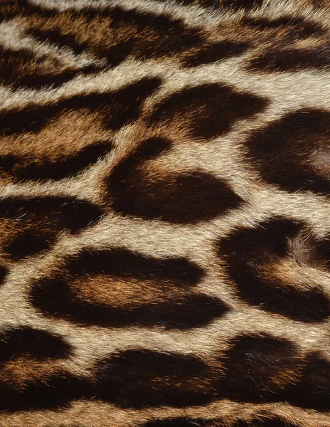 Tło leopard futra — Zdjęcie stockowe