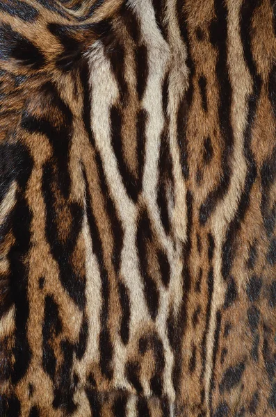 Lynx fur background — Stock Photo, Image