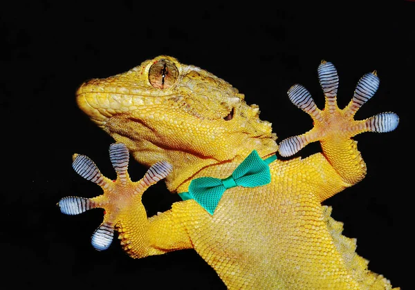 Porträt eines Geckos mit Fliege — Stockfoto