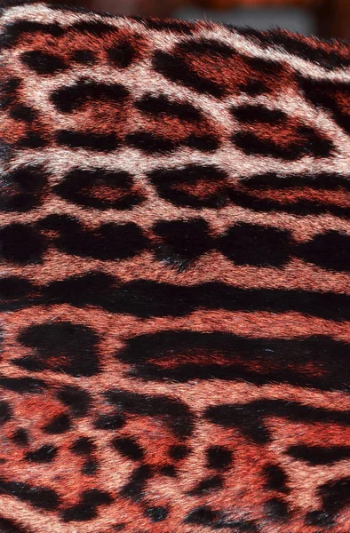Leopard fur texture background — Stock Photo, Image