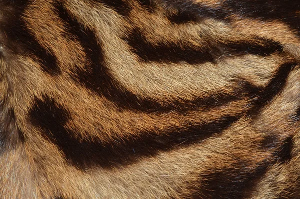 猫の毛皮の背景 — ストック写真