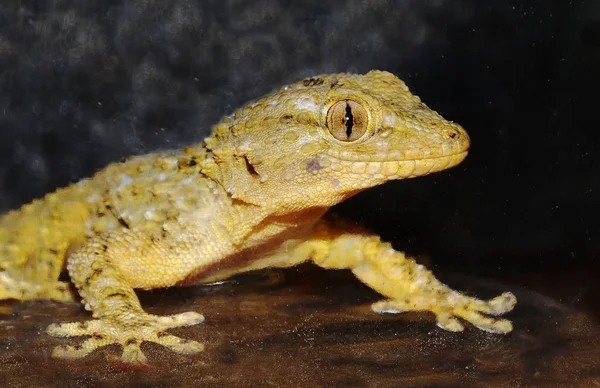 Zbliżenie twarzy gecko — Zdjęcie stockowe