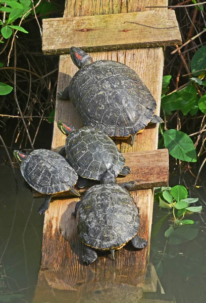 Familie der Wasserschildkröten — Stockfoto