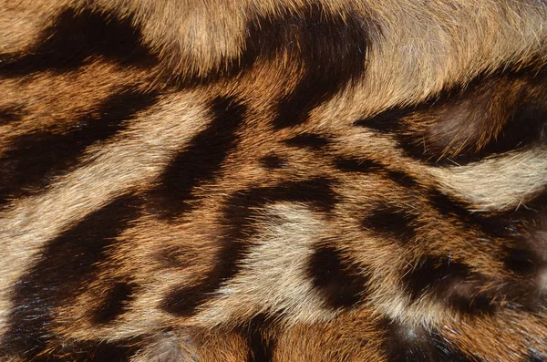 Feline fur background — Stock Photo, Image