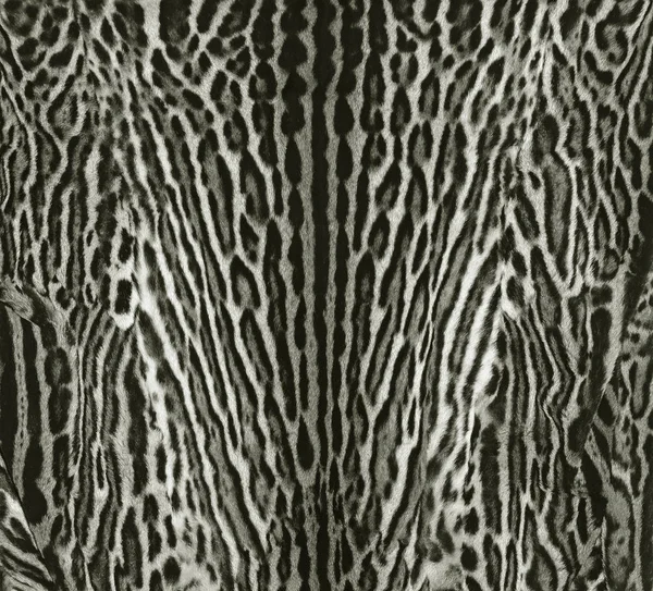 Leopard fur texture — Stock Photo, Image