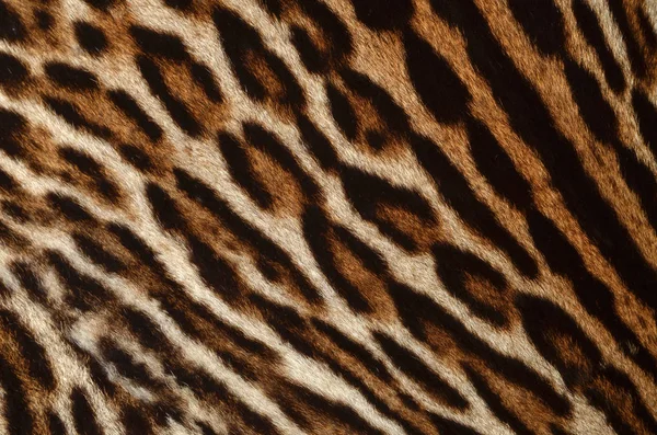 Leopard fur texture — Stock Photo, Image