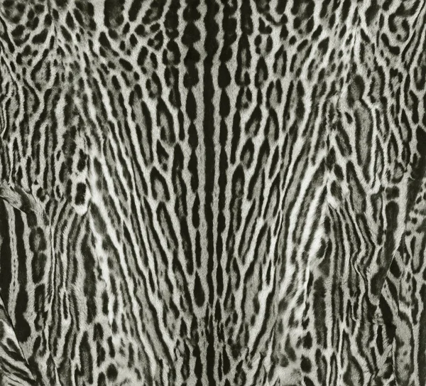 Leopard fur texture — Stock Photo, Image