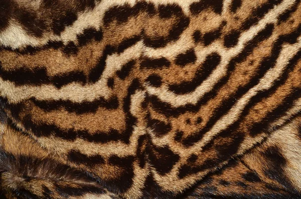 Leopárd a szőrme textúra háttér — Stock Fotó
