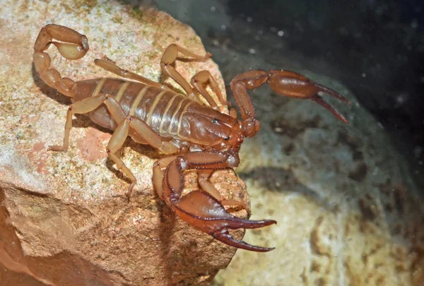 Huge desert scorpion — Stock Photo, Image