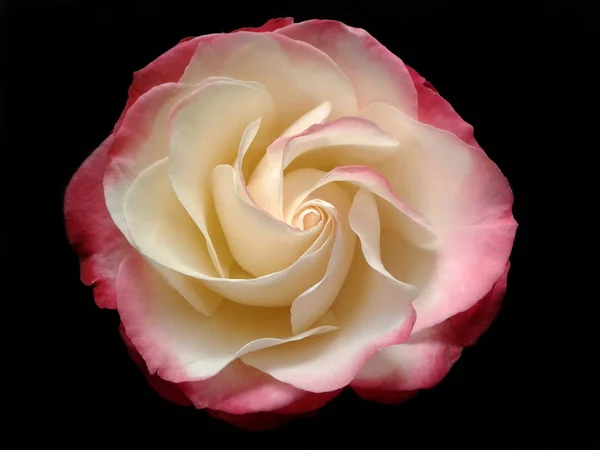 Růže květ záběr — Stock fotografie