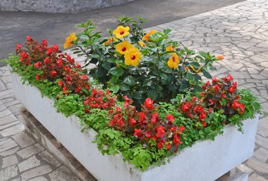 Hibiscus rosa sinensis ve begonias