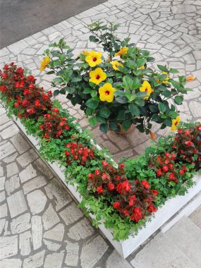 Hibiscus rosa sinensis ve begonias