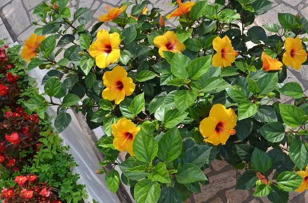 Hibiscus fabsa sinensis and begonias — стоковое фото
