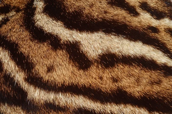 Ocelot Skin Closeup Pattern — Stock Photo, Image