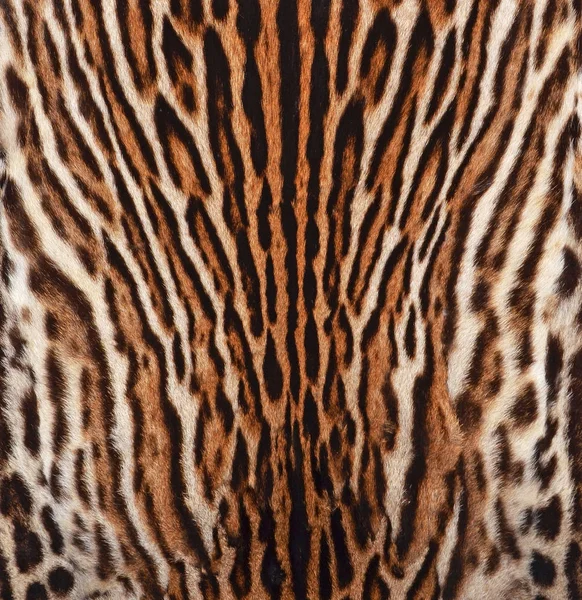 Leopard Skin Texture Background — Stock Photo, Image