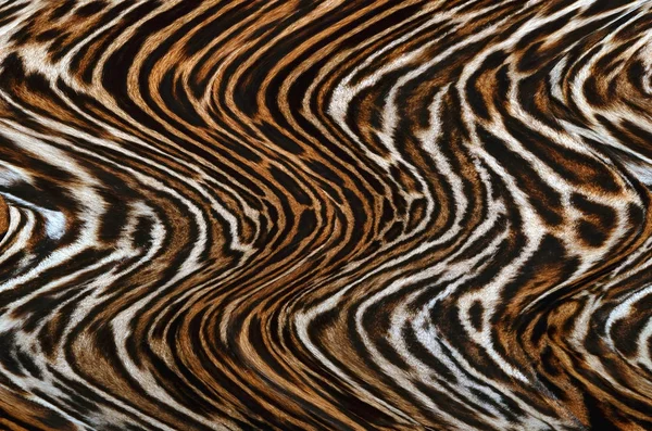 Piel Leopardo Textura Fondo — Foto de Stock