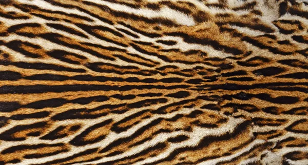 Pele Real Leopardo — Fotografia de Stock