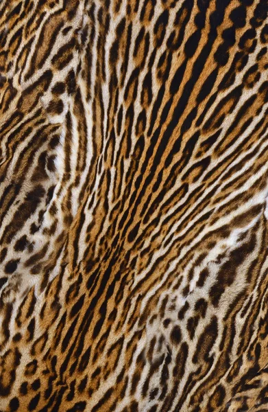 Piel Real Leopardo — Foto de Stock