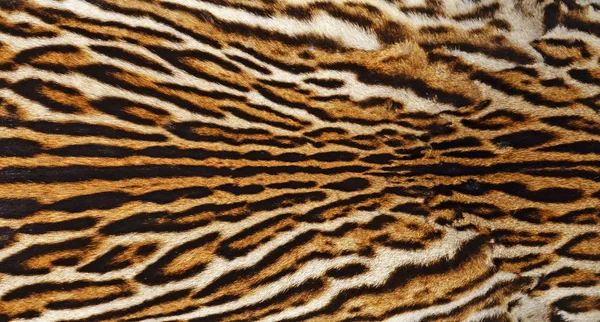 Piel Real Leopardo — Foto de Stock