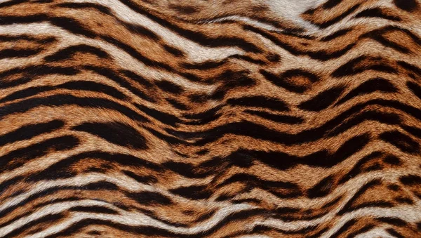 Feline Background Texture Closeup — Stock Photo, Image