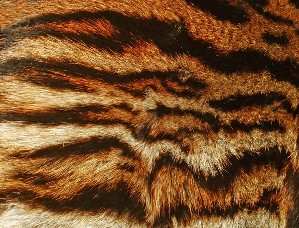 Tigre Fond Texture Gros Plan — Photo