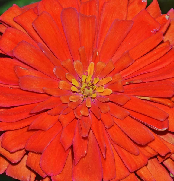 Zinnia Flor Corolla Extremo Closeup — Fotografia de Stock