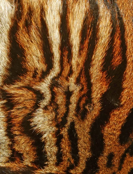 Tiger Background Texture Closeup — Stock Photo, Image