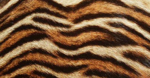 Closeup Υφή Φόντου Τίγρη Φωτογραφία Αρχείου