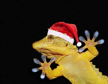 Gecko herkes selamlıyor santa claus şapka ile