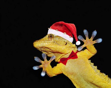 Gecko santa claus şapka ile