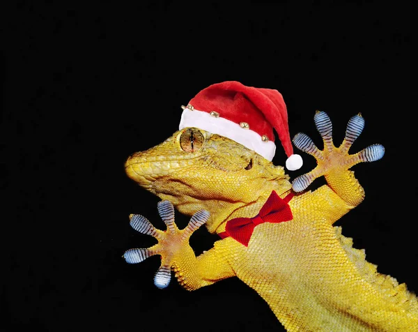Gecko Mit Weihnachtsmann Hut lizenzfreie Stockfotos